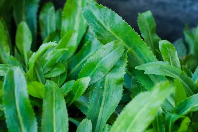 200+ Culantro Seeds - Mexican Coriander Herb - Edible Annual - Outdoor Planting - Image 2