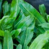 200+ Culantro Seeds - Mexican Coriander Herb - Edible Annual - Outdoor Planting - Image 1