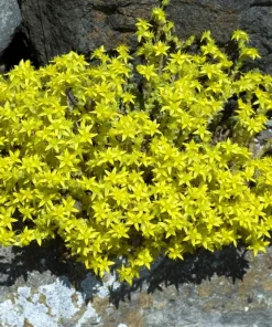 200 Golden Carpet Sedum Seeds - Gold Moss Stonecrop Flower Seeds - Image 10