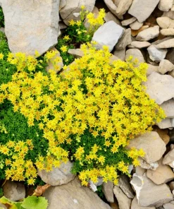 200 Golden Carpet Sedum Seeds - Gold Moss Stonecrop Flower Seeds - Image 11