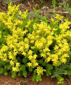 200 Golden Carpet Sedum Seeds - Gold Moss Stonecrop Flower Seeds - Image 12