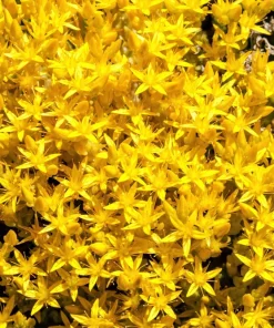 200 Golden Carpet Sedum Seeds - Gold Moss Stonecrop Flower Seeds - Image 2