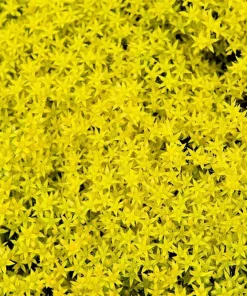 200 Golden Carpet Sedum Seeds - Gold Moss Stonecrop Flower Seeds - Image 3
