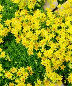 200 Golden Carpet Sedum Seeds - Gold Moss Stonecrop Flower Seeds - Image 4