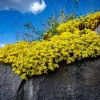 200 Golden Carpet Sedum Seeds - Gold Moss Stonecrop Flower Seeds - Image 1