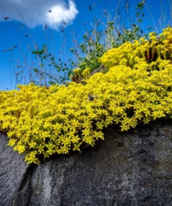 200 Golden Carpet Sedum Seeds - Gold Moss Stonecrop Flower Seeds - Image 1