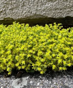 200 Golden Carpet Sedum Seeds - Gold Moss Stonecrop Flower Seeds - Image 5
