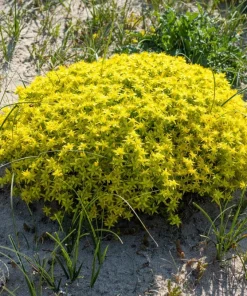 200 Golden Carpet Sedum Seeds - Gold Moss Stonecrop Flower Seeds - Image 6