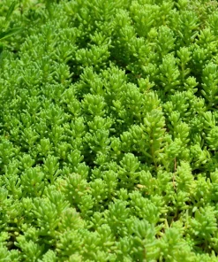 200 Golden Carpet Sedum Seeds - Gold Moss Stonecrop Flower Seeds - Image 7