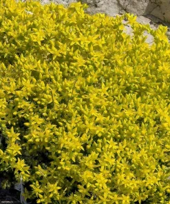 200 Golden Carpet Sedum Seeds - Gold Moss Stonecrop Flower Seeds - Image 8
