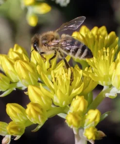 200 Golden Carpet Sedum Seeds - Gold Moss Stonecrop Flower Seeds - Image 9