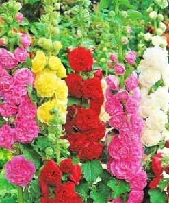 200+ Hollyhock Autumn Mix Flower Seeds - Attracts Hummingbirds, Bees - Multicolor Biennial - Image 2