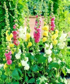 200+ Hollyhock Autumn Mix Flower Seeds - Attracts Hummingbirds, Bees - Multicolor Biennial - Image 3