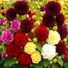 200+ Hollyhock Autumn Mix Flower Seeds - Attracts Hummingbirds, Bees - Multicolor Biennial - Image 1