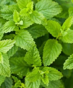 200 Lemon Catnip Seeds - Nepeta Cataria Citriodora Herb Flower Seeds - Image 2