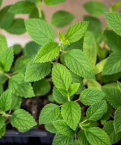 200 Lemon Catnip Seeds - Nepeta Cataria Citriodora Herb Flower Seeds - Image 3