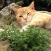 200 Lemon Catnip Seeds - Nepeta Cataria Citriodora Herb Flower Seeds - Image 1