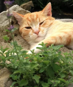 200 Lemon Catnip Seeds - Nepeta Cataria Citriodora Herb Flower Seeds - Image 1