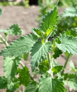 200 Lemon Catnip Seeds - Nepeta Cataria Citriodora Herb Flower Seeds - Image 4