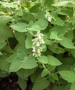 200 Lemon Catnip Seeds - Nepeta Cataria Citriodora Herb Flower Seeds - Image 5