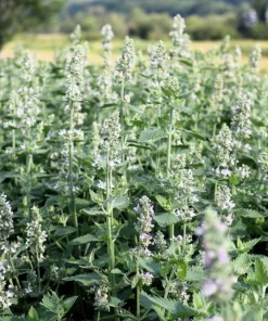 200 Lemon Catnip Seeds - Nepeta Cataria Citriodora Herb Flower Seeds - Image 6