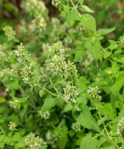 200 Lemon Catnip Seeds - Nepeta Cataria Citriodora Herb Flower Seeds - Image 7