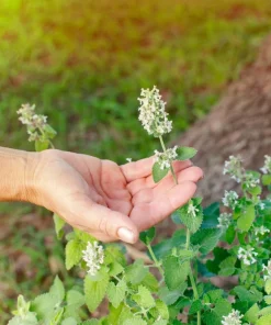 200 Lemon Catnip Seeds - Nepeta Cataria Citriodora Herb Flower Seeds - Image 8