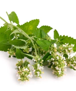 200 Lemon Catnip Seeds - Nepeta Cataria Citriodora Herb Flower Seeds - Image 9