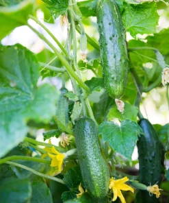 200 Marketmore 76 Slicing Cucumber Seeds - Fruit Cucumis Sativus - Image 10