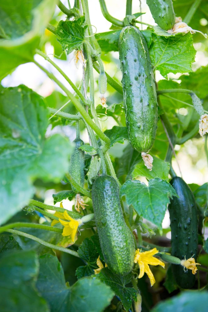 200 Marketmore 76 Slicing Cucumber Seeds - Fruit Cucumis Sativus - Image 10