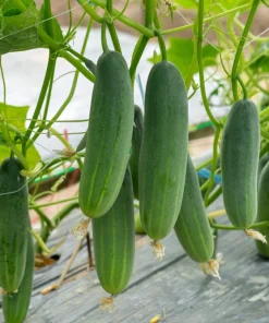 200 Marketmore 76 Slicing Cucumber Seeds - Fruit Cucumis Sativus - Image 2