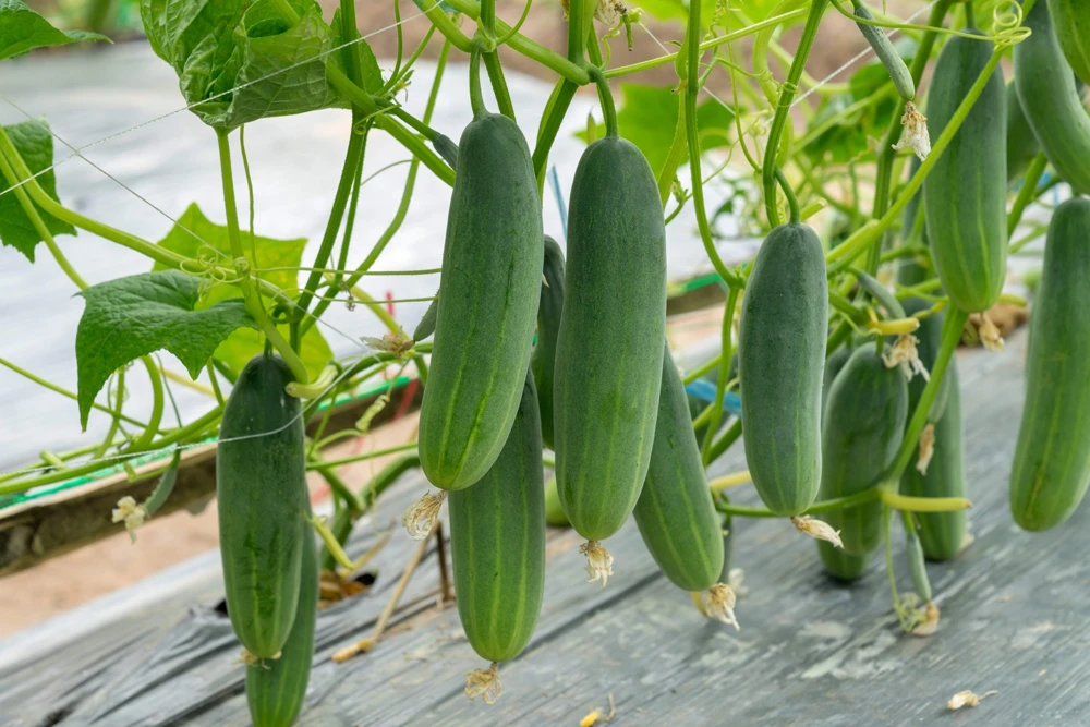 200 Marketmore 76 Slicing Cucumber Seeds - Fruit Cucumis Sativus - Image 2