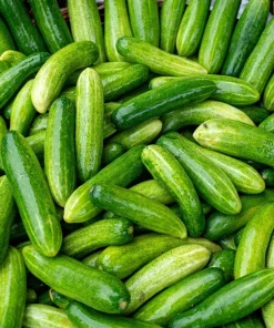 200 Marketmore 76 Slicing Cucumber Seeds - Fruit Cucumis Sativus - Image 3