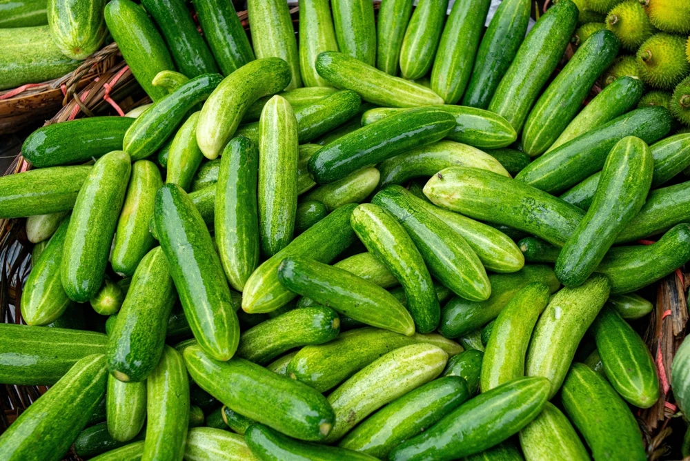 200 Marketmore 76 Slicing Cucumber Seeds - Fruit Cucumis Sativus - Image 3