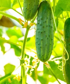 200 Marketmore 76 Slicing Cucumber Seeds - Fruit Cucumis Sativus - Image 4