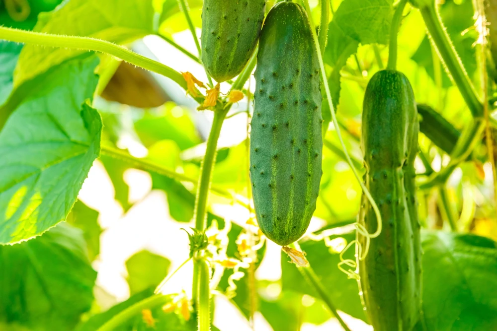 200 Marketmore 76 Slicing Cucumber Seeds - Fruit Cucumis Sativus - Image 4