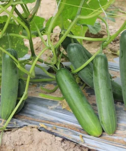 200 Marketmore 76 Slicing Cucumber Seeds - Fruit Cucumis Sativus - Image 5