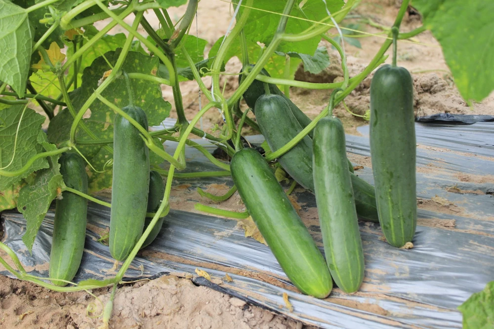 200 Marketmore 76 Slicing Cucumber Seeds - Fruit Cucumis Sativus - Image 5