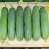200 Marketmore 76 Slicing Cucumber Seeds - Fruit Cucumis Sativus - Image 1