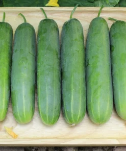 200 Marketmore 76 Slicing Cucumber Seeds - Fruit Cucumis Sativus - Image 1