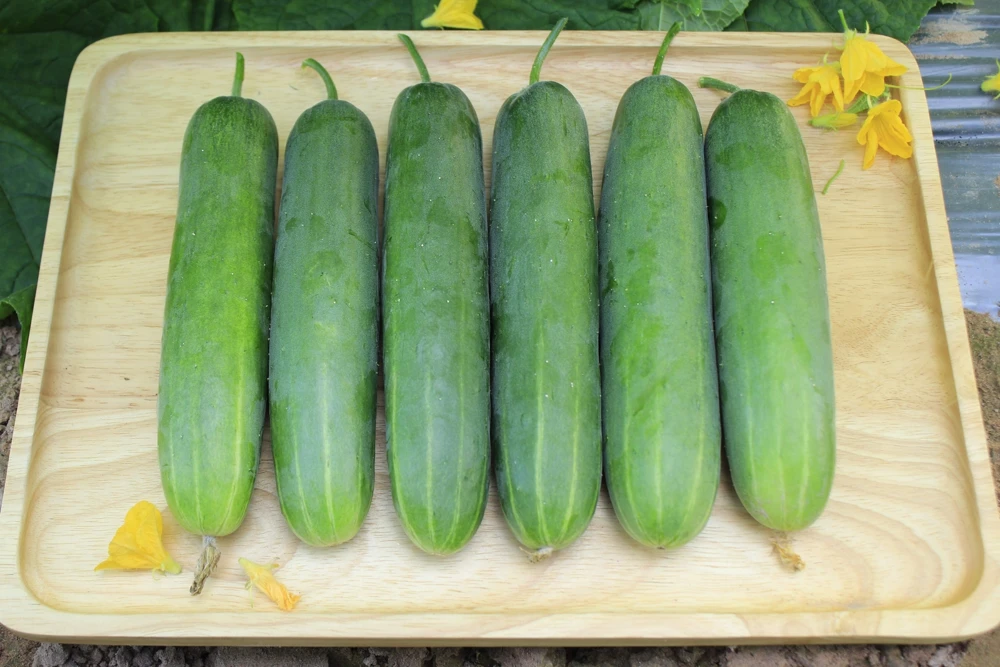 200 Marketmore 76 Slicing Cucumber Seeds - Fruit Cucumis Sativus - Image 1