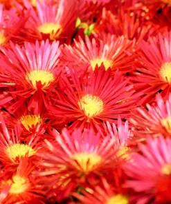 200 Mixed Colors Ice Plant Seeds (Dorotheanthus Bellidiformis) - Mesembryanthemum Daisy - Image 10