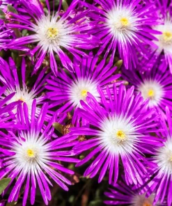 200 Mixed Colors Ice Plant Seeds (Dorotheanthus Bellidiformis) - Mesembryanthemum Daisy - Image 11