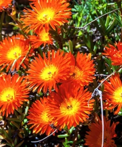 200 Mixed Colors Ice Plant Seeds (Dorotheanthus Bellidiformis) - Mesembryanthemum Daisy - Image 12