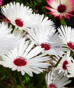 200 Mixed Colors Ice Plant Seeds (Dorotheanthus Bellidiformis) - Mesembryanthemum Daisy - Image 13