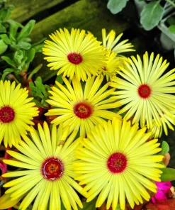 200 Mixed Colors Ice Plant Seeds (Dorotheanthus Bellidiformis) - Mesembryanthemum Daisy - Image 14