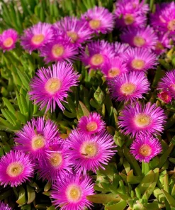 200 Mixed Colors Ice Plant Seeds (Dorotheanthus Bellidiformis) - Mesembryanthemum Daisy - Image 15
