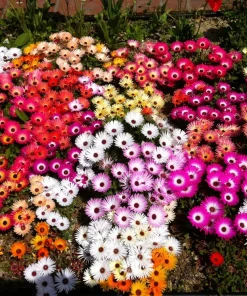 200 Mixed Colors Ice Plant Seeds (Dorotheanthus Bellidiformis) - Mesembryanthemum Daisy - Image 2