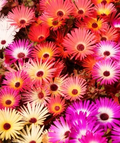200 Mixed Colors Ice Plant Seeds (Dorotheanthus Bellidiformis) - Mesembryanthemum Daisy - Image 3