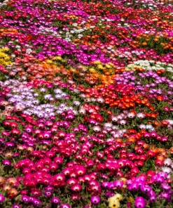 200 Mixed Colors Ice Plant Seeds (Dorotheanthus Bellidiformis) - Mesembryanthemum Daisy - Image 4